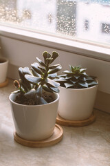 two succulents in a window with surround light