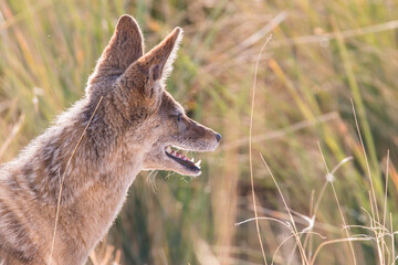 portrait of a watchful black backed jackal in the grass