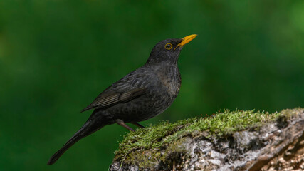 Common Blackbird on a branch