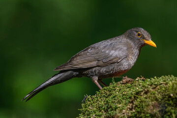 Common Blackbird on a branch