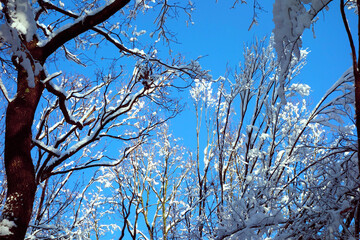 Snow covered treetops in a fairytale forest under beautiful clear day