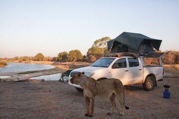 lion visiting a african campsite