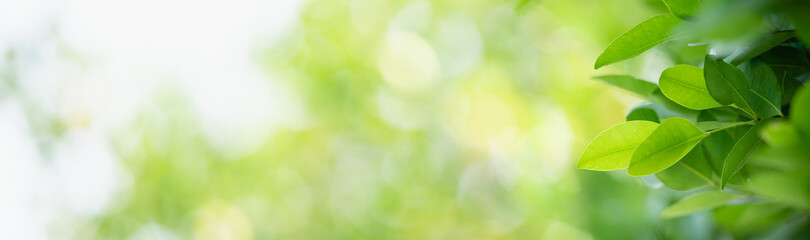 Closeup of green nature leaf on blurred greenery background in garden with bokeh and copy space...