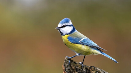 Eurasian Blue Tit sitting on the branch