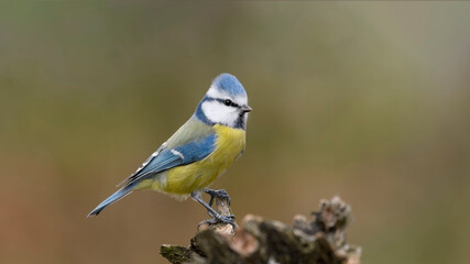 Eurasian Blue Tit sitting on the branch