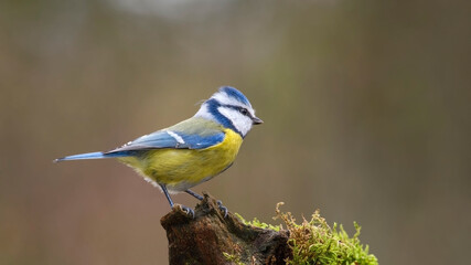Eurasian Blue Tit sitting on the branch