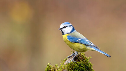 Eurasian Blue Tit sitting on the branch