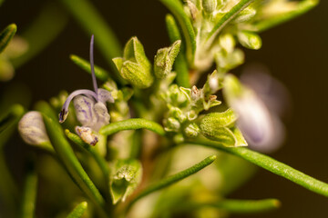 Rosemary flower and buds. Rosemary leaf buds are small and oval in shape. Purple flowers are less than one centimeter