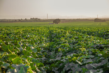 Fototapeta na wymiar views of a large vegetable field