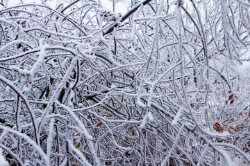 Snowy forest on a gloomy day tree covered with snow. Snow-covered winter steppe during fog. Trees and grass covered with frost