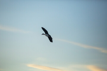 Penguin Islands in Argentine Patagonia