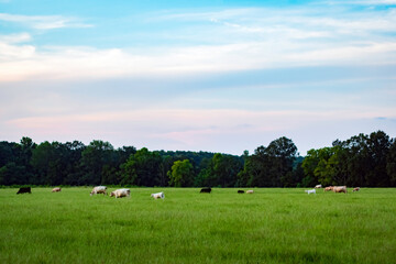 Bucolic cattle pasture scene