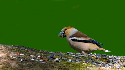 Hawfinch sitting on the branch.
