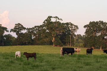 Crossbred beef cows and calves in summer pasture