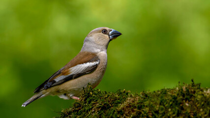 Hawfinch sitting on the branch.