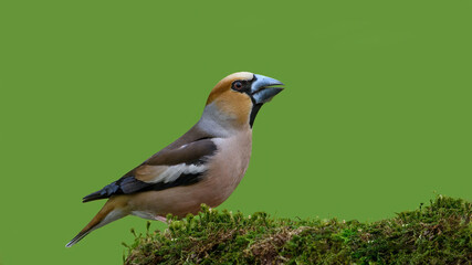 Hawfinch sitting on the branch.