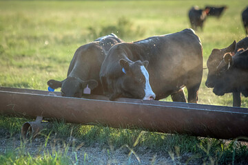 Dusty Angus crossbred heifers at a feed trough