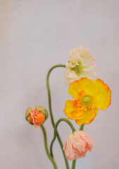 Opened white yellow iceland poppy blossom isolated on grey background. Several beautiful poppies.