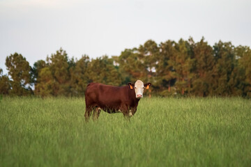 Polled Hereford heifer stands alone in field of tall bermudagrass © jackienix