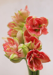 Hippeastrum Galaxy Grp Sweet Nymph. Hippeastrum "Double Dream" isolated on the grey background