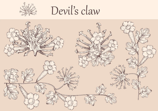 Hand-drawn image of devil's claw flowers with stems and leaves.botanical illustration. Healing Herbs for design Natural Cosmetics, aromatherapy,homeopathy.