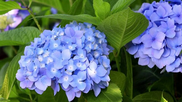 blue flower Hydrangea On Leaves
