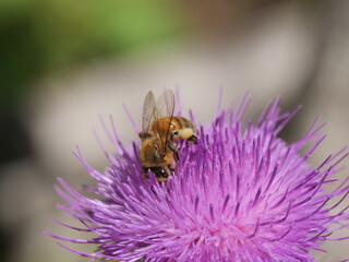 Honey bee  collecting nectar on the flower of milk thistle.