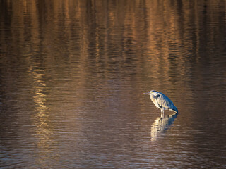 Night heron on a lake in Burgenland