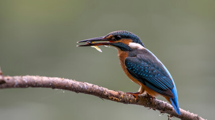 common kingfisher perched on branch
