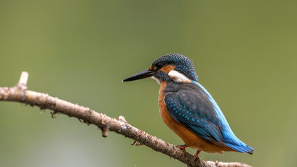 common kingfisher perched on branch