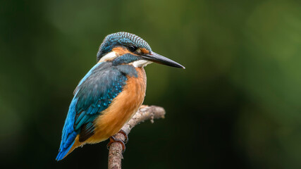 common kingfisher perched on branch