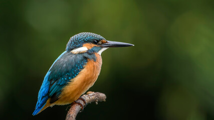 common kingfisher perched on branch