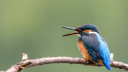 common kingfisher perched on branch