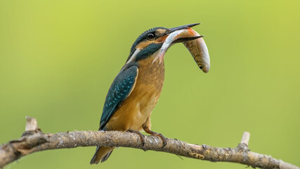 common kingfisher perched on branch