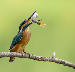 common kingfisher perched on branch