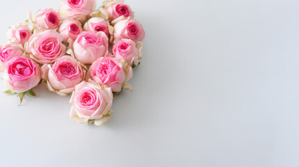 Obraz na płótnie Canvas blossomed buds of pink shrub roses lie on a gray background
