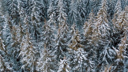 winter forest in the mountains. evergreen trees. top view, top shot. Aerial view of forest in Ukraine. Drone shot flying over spruce conifer treetops, nature background in 4K resolution