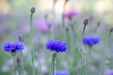Obraz premium Pretty Wildflowers in Summer