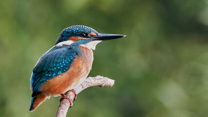 common kingfisher perched on branch