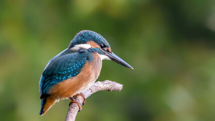 common kingfisher perched on branch
