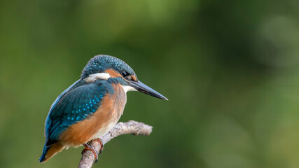 common kingfisher perched on branch