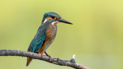 common kingfisher perched on branch