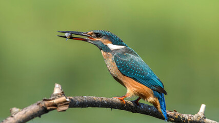 common kingfisher perched on branch