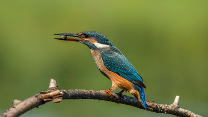 common kingfisher perched on branch