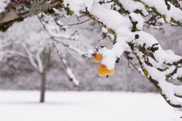 Apples on the tree with snow and ice in Winter
