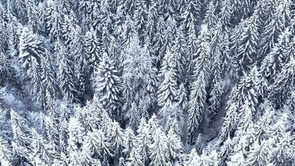 winter forest in the mountains. evergreen trees. top view, top shot. Aerial view of forest in Ukraine. Drone shot flying over spruce conifer treetops, nature background in 4K resolution
