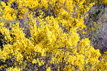 Spring flowers: Genista scorpius in bloom