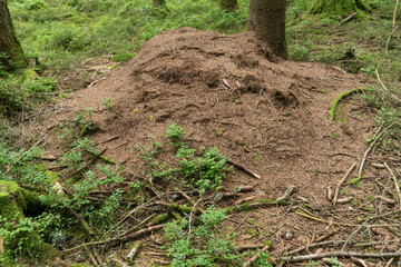 Ameisenhaufen