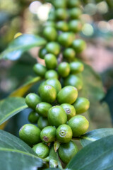 fresh macadamia nuts