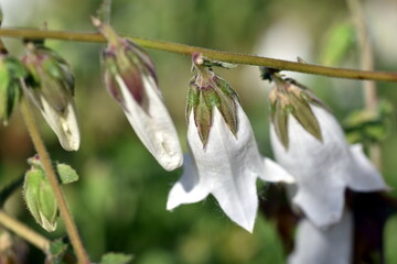 Blüten einer Lauchkraut-Glockenblume